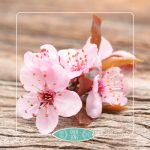 institut & spa éveil des sens oudon - soin du dos asiatique institut de beauté et spa - 2024